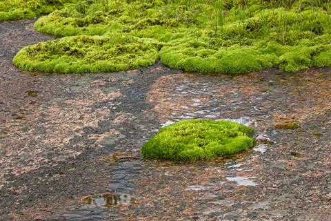 Moss on rock. Stock Photos