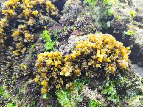 Moss on the rock Stock Photos
