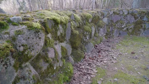 The moss on the rock railings on the forest Stock Footage 91194529
