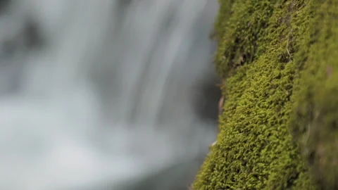 Moss on a rock with a small waterfall in a stream in the background Stock-Footage 132217539