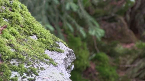 Moss on the Rock in the Tatra Forest Video stock 104011383