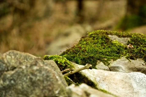 Moss On A Rock With Tiny Red Stems Stock Photos
