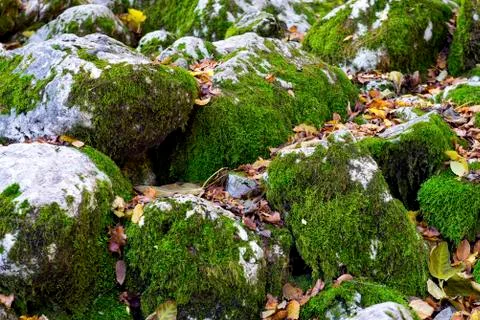 Moss rock wall background Stock-Fotos