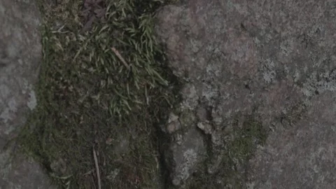 MOSS ON ROCK IN WOODS WITH LEAF Stockbeeldmateriaal 168207615