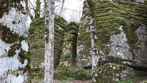 Moss on rocks and trees Stock Footage 75183845