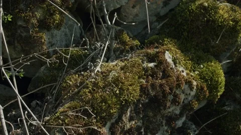 Moss On Rocks Closeup 스톡 동영상 191696290