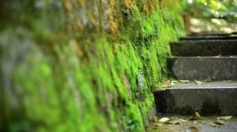 Moss on the rocks. Stock Footage 49019822