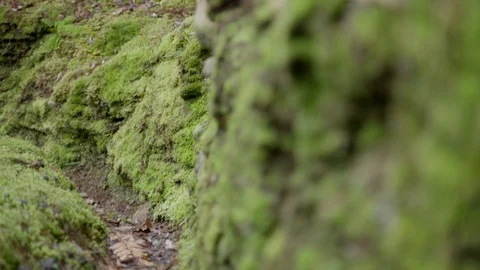 Moss on Rocks Stock Footage 86512368