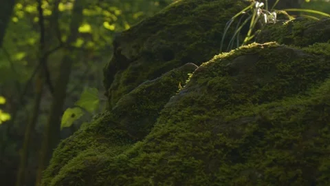 Moss on Rocks Stock Footage 138715939