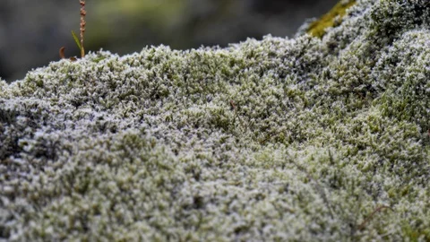 Moss on the rocks in Iceland Stock Footage 124265511