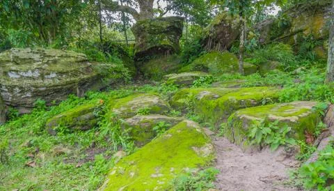 Moss on rocks Stock Photos