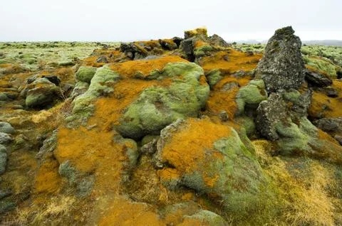 Moss on rocks Stock Photos
