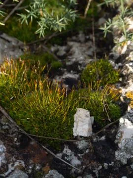 Moss on the rocks Foto stock
