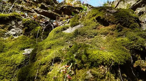 Moss on the rocks Stock Photos