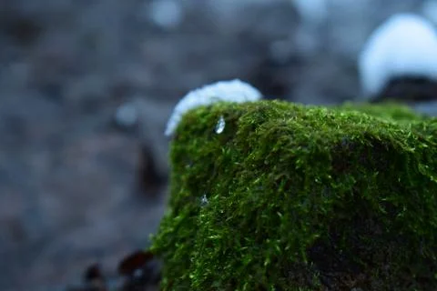 Moss on the rocks Stock Photos