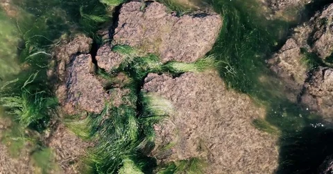 Moss on the rocks of the pond Stock Footage
