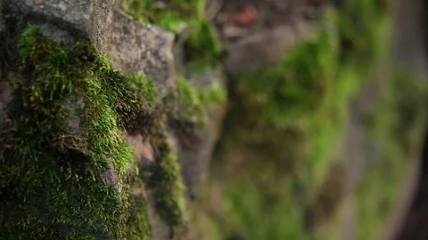 Moss on rocks rack focus Stock Footage 93996090