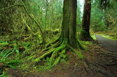 Moss on root tree Stock Photos