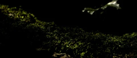 Moss on Roots of Tree Stock Footage 91734286