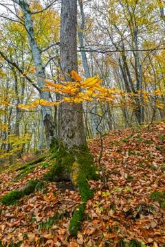 	The moss on the roots of a tree Stock Photos