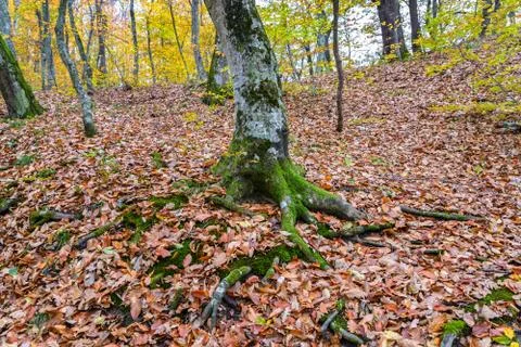 	The moss on the roots of a tree Stock Photos