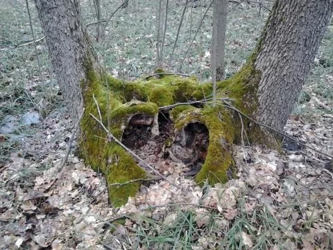Moss in the roots of trees Foto stock