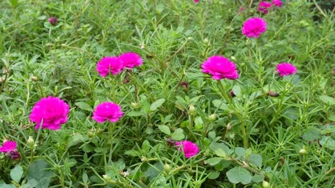 Moss rose flowers Stock-Footage 346724921