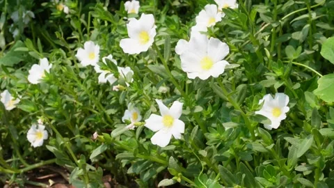 Moss rose Stock Footage 344311240