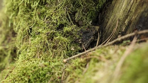 Moss on Rotting Conifer Trunk with Ants, Needles, and Cavity Detail Stock Footage 337582673