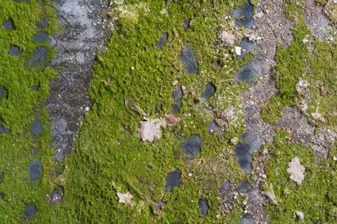 The moss on the rubber mat Foto stock
