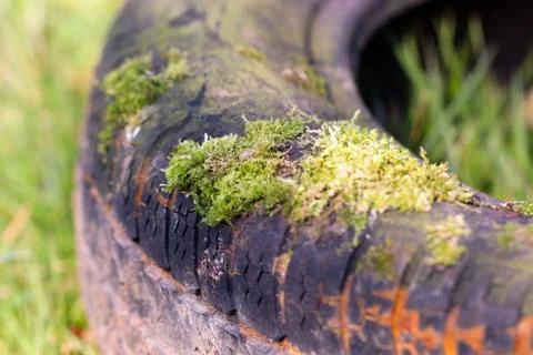 Moss on rubber Stock Photos