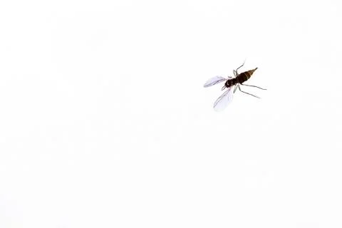 Moss Sciara which lives and breeds in the land of indoor plants. insect pest. Stock Photos