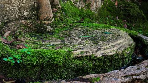 Moss on Sculpture in Forest Stock-Fotos