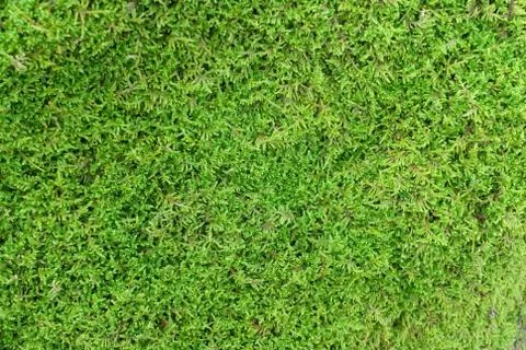 Moss seamless background Stock Photos