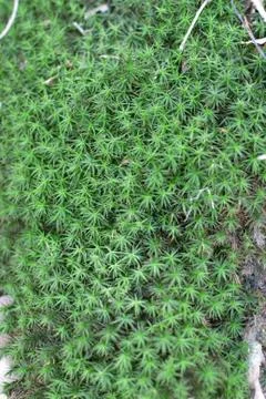 Moss seamless background Stock Photos