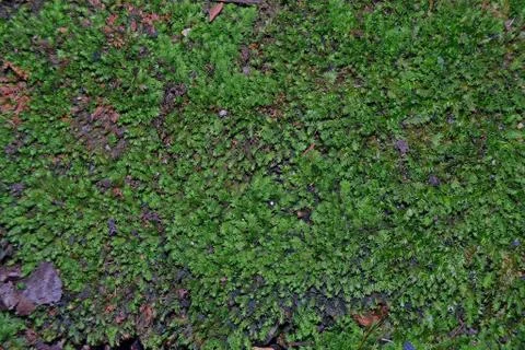 Moss in the shade Foto stock