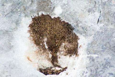 Moss shaped tree on a rock Stock Photos