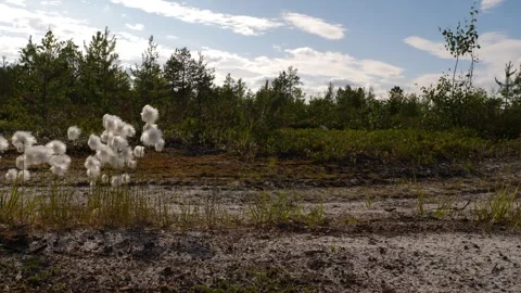 Moss in siberian bog. Moving camera Stock Footage 281528366
