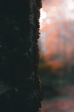 Moss on the side of a pine tree. Close up. Stock Photos