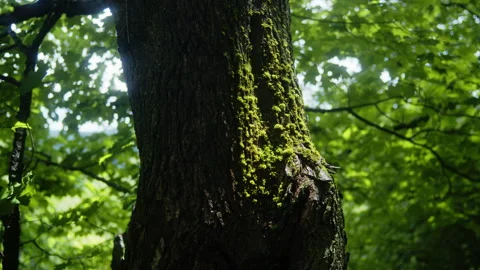 Moss on the side of a tree Stock Footage 158761959