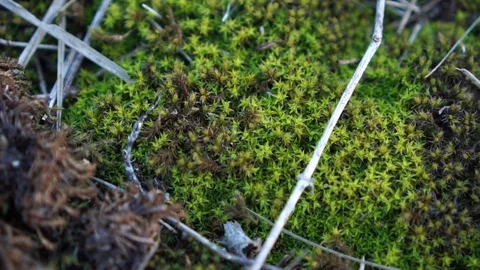 Moss in slowmotion, macro 4K Stock Footage 121105860