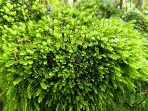 Moss is a small plant without true roots that grows in damp places. Stock Photos