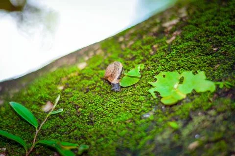 Moss with snails Stock Photos