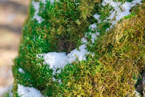 Moss in the snow growing on a tree Stock Photos