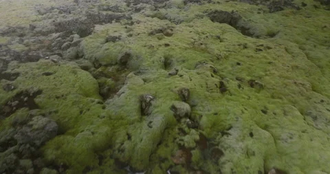 Moss with Snow in Iceland Stock Footage 228682800