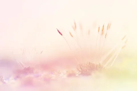 Moss Soft Focus For Background Stock Photos