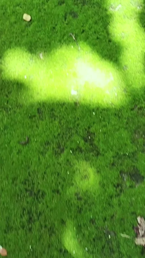 Moss Soil Lichen walking stock footage HD video quality Stock Footage 306529036