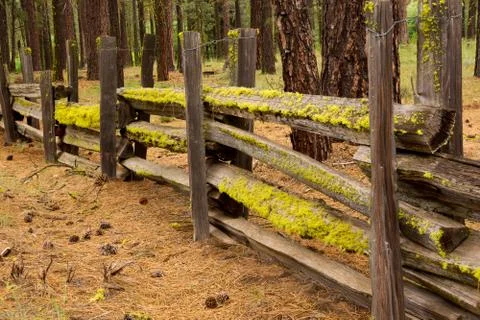 Moss on a Split Rail Fence Stock Photos