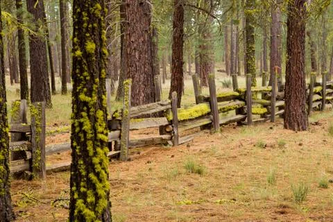 Moss on a Split Rail Fence Stock Photos