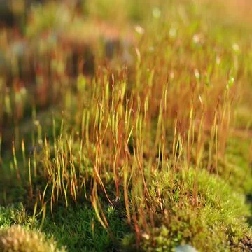 Moss with  spores Stock Photos